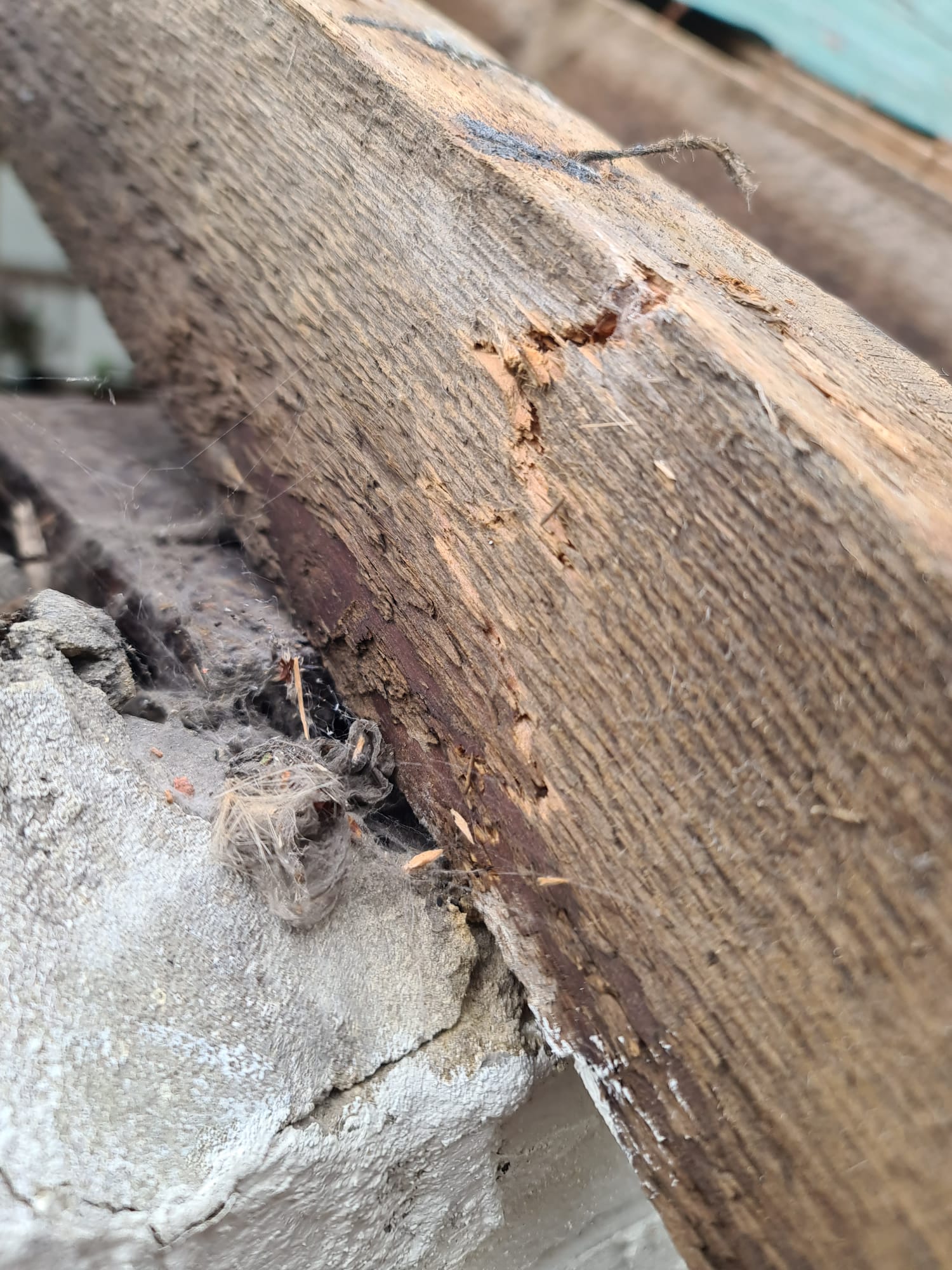 Damaged Roof Beams